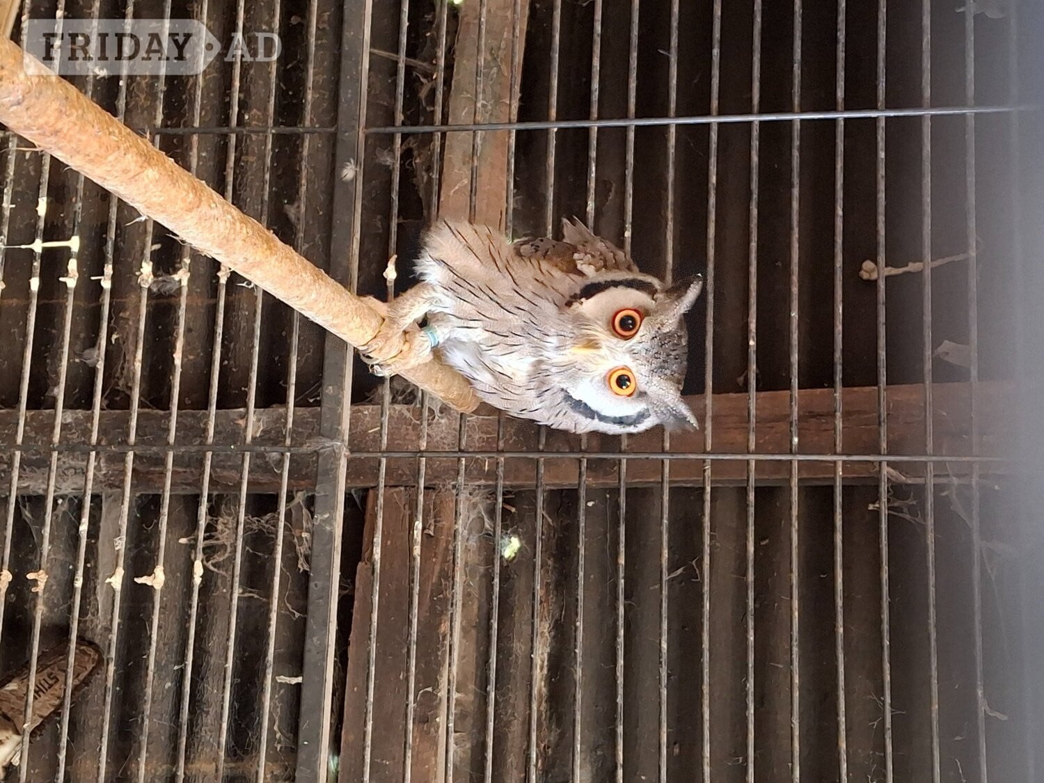 WHITE FACED SCOPS FOR SALE in Aberdare