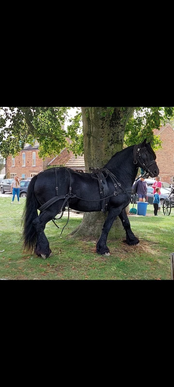 "Flor" Black Stallion Stallion