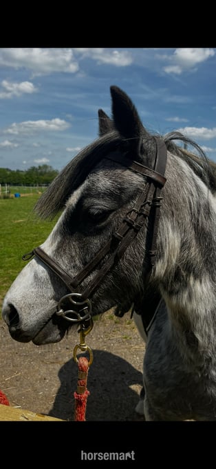 "Beauty" Steel Grey Mare All Rounder