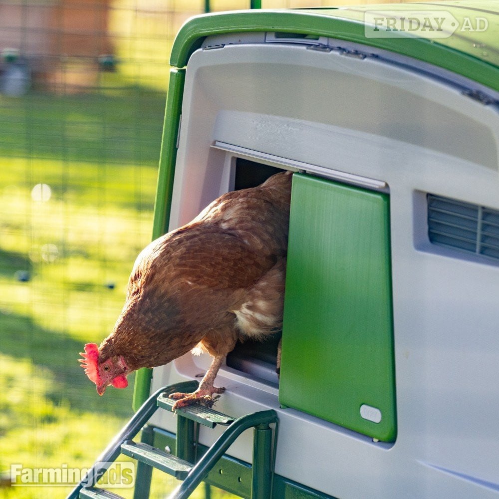 Omlet chicken coops in Leatherhead