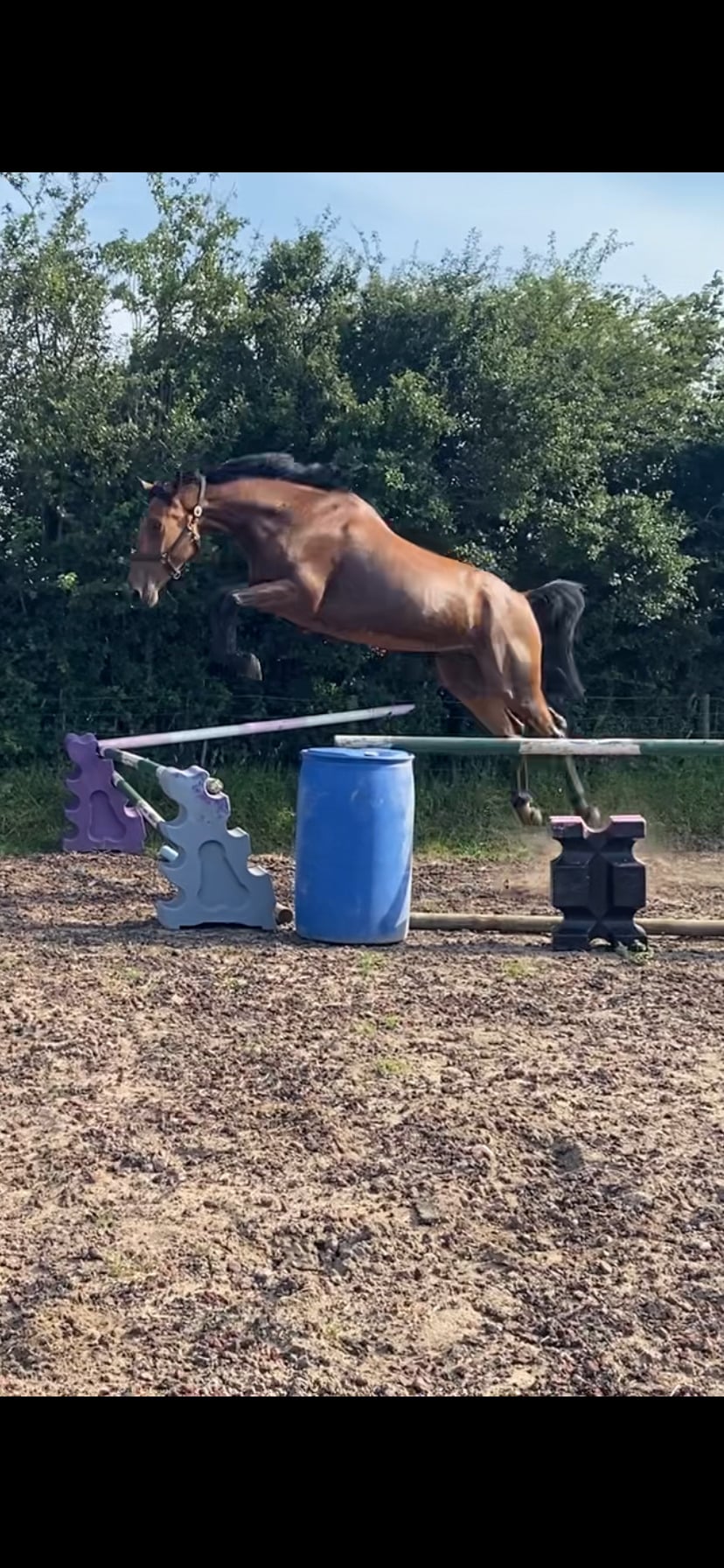 "Jazzy HS Z " Bay Gelding Show Jumper