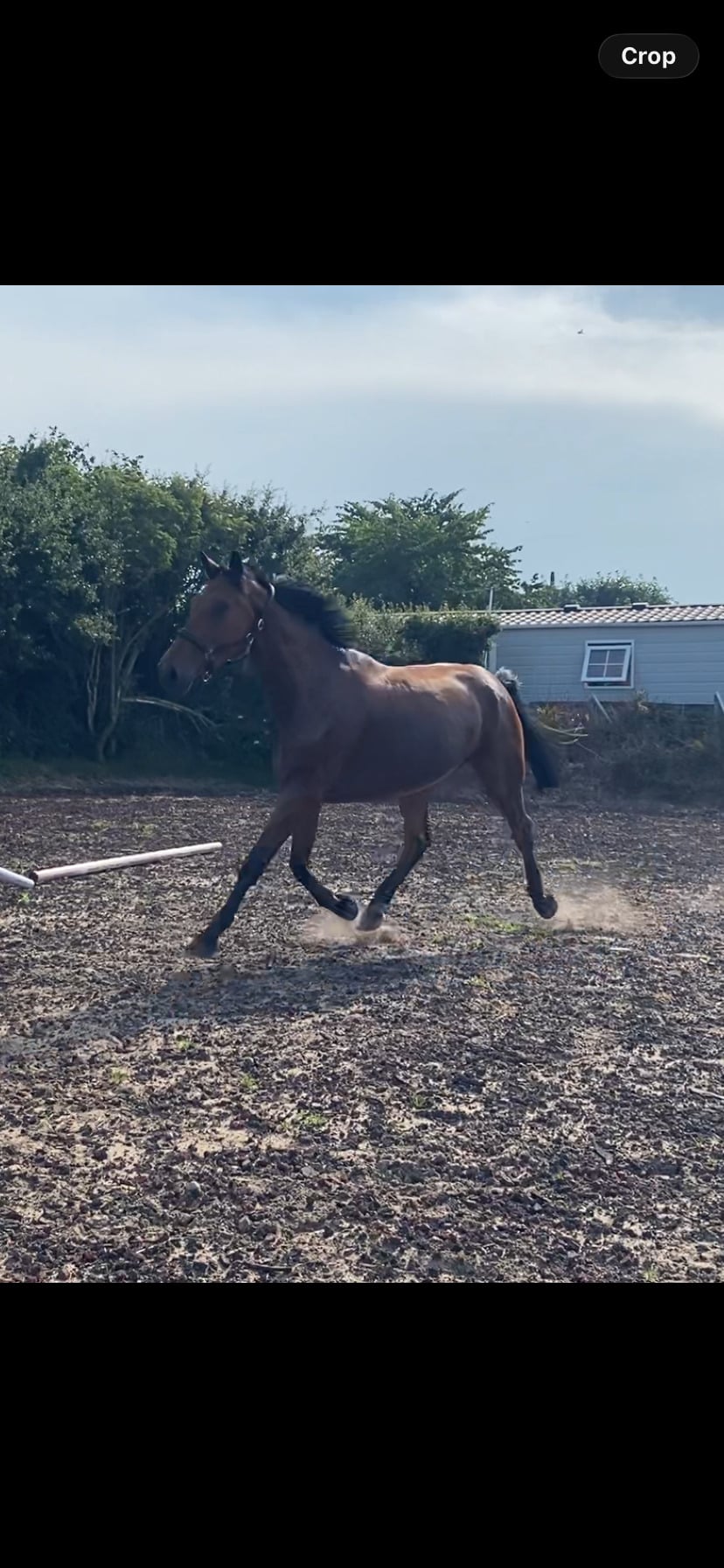 Lancaster "Jazzy HS Z " Bay Gelding Show Jumper