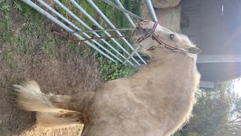 "san cler cornelius" Palomino Gelding Cob/Heavy Horse