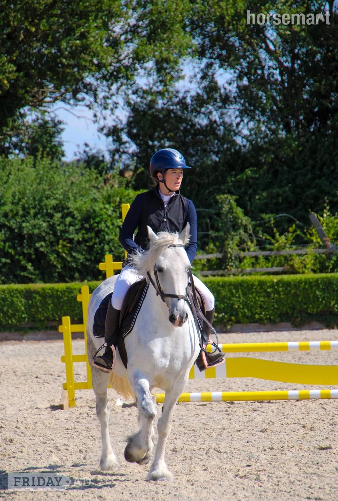 "Mitsy" Dapple Grey Mare All Rounder