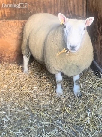 North country Cheviot NCC tup park type