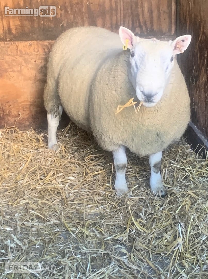 North country Cheviot NCC tup park type in Leeds