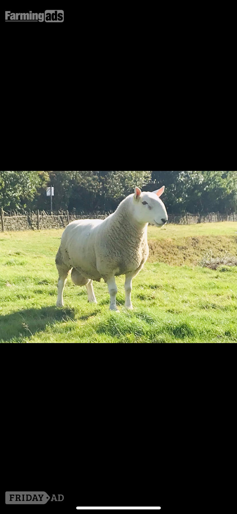 North country Cheviot NCC tup park type