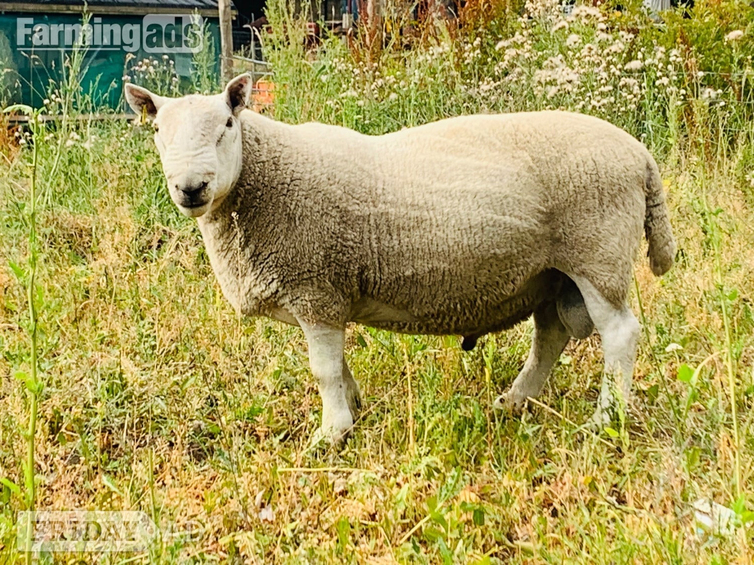 Leeds North country Cheviot NCC tup park type