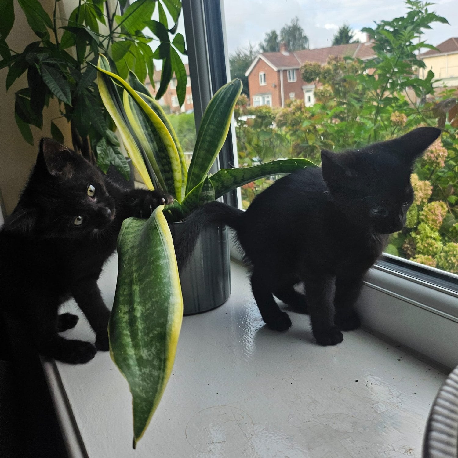 12 week old sphynx cross kittens, black in Doncaster
