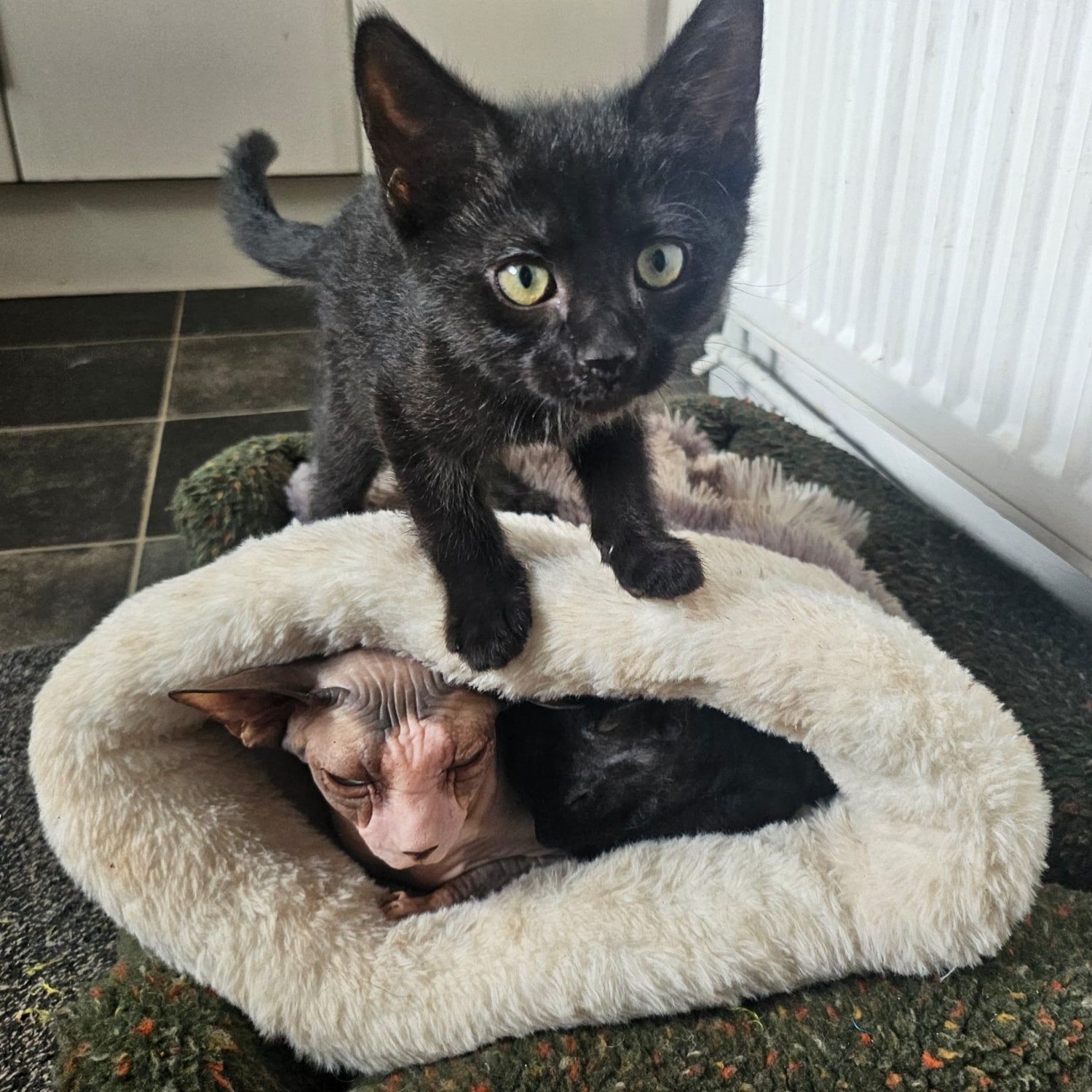 12 week old sphynx cross kittens, black