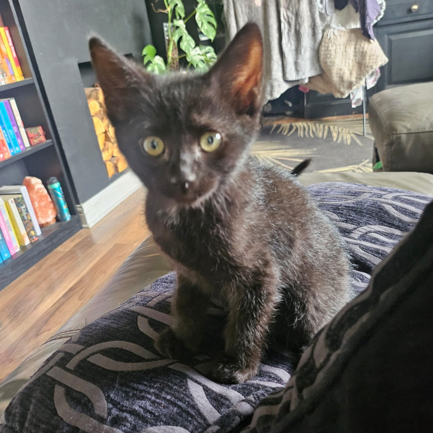 Doncaster 12 week old sphynx cross kittens, black