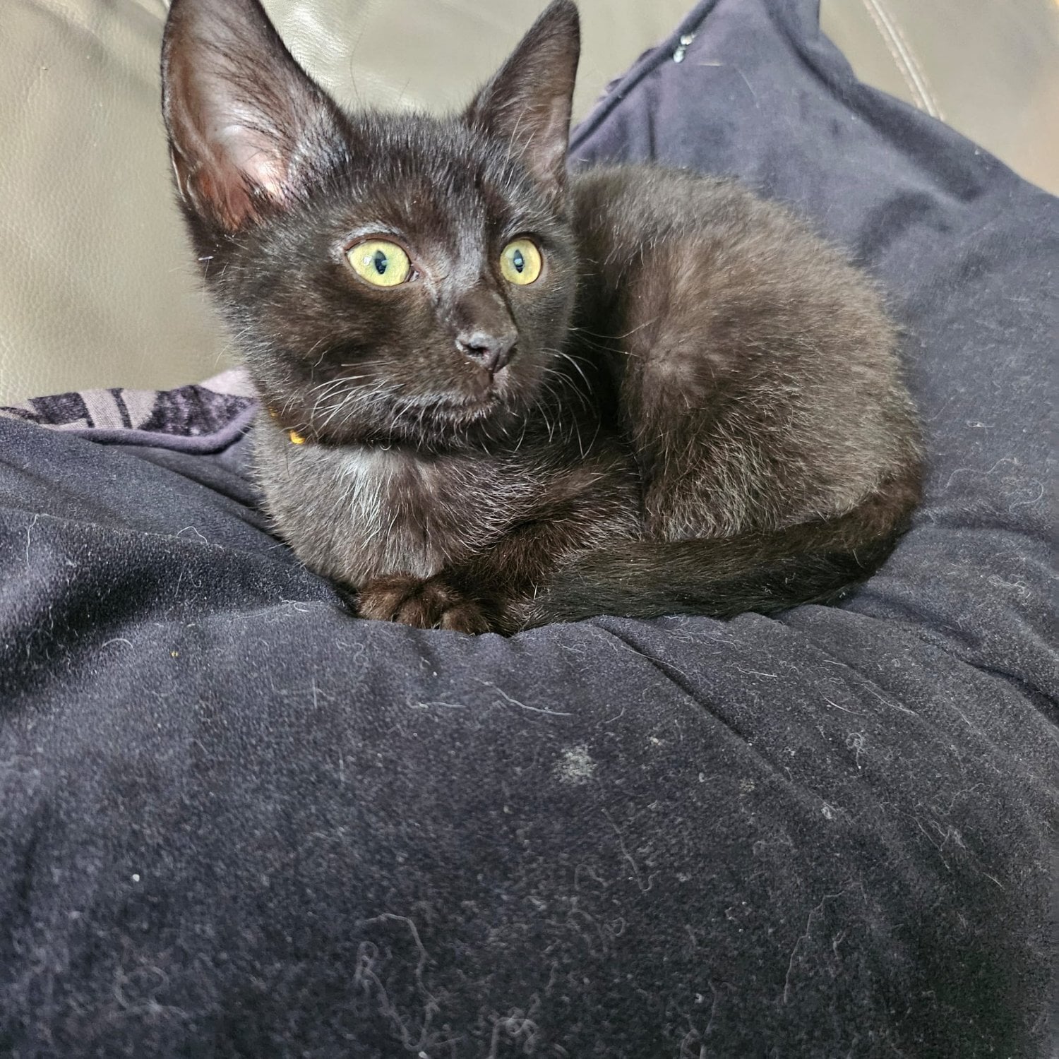 12 week old sphynx cross kittens, black - Cats & Kittens in Doncaster