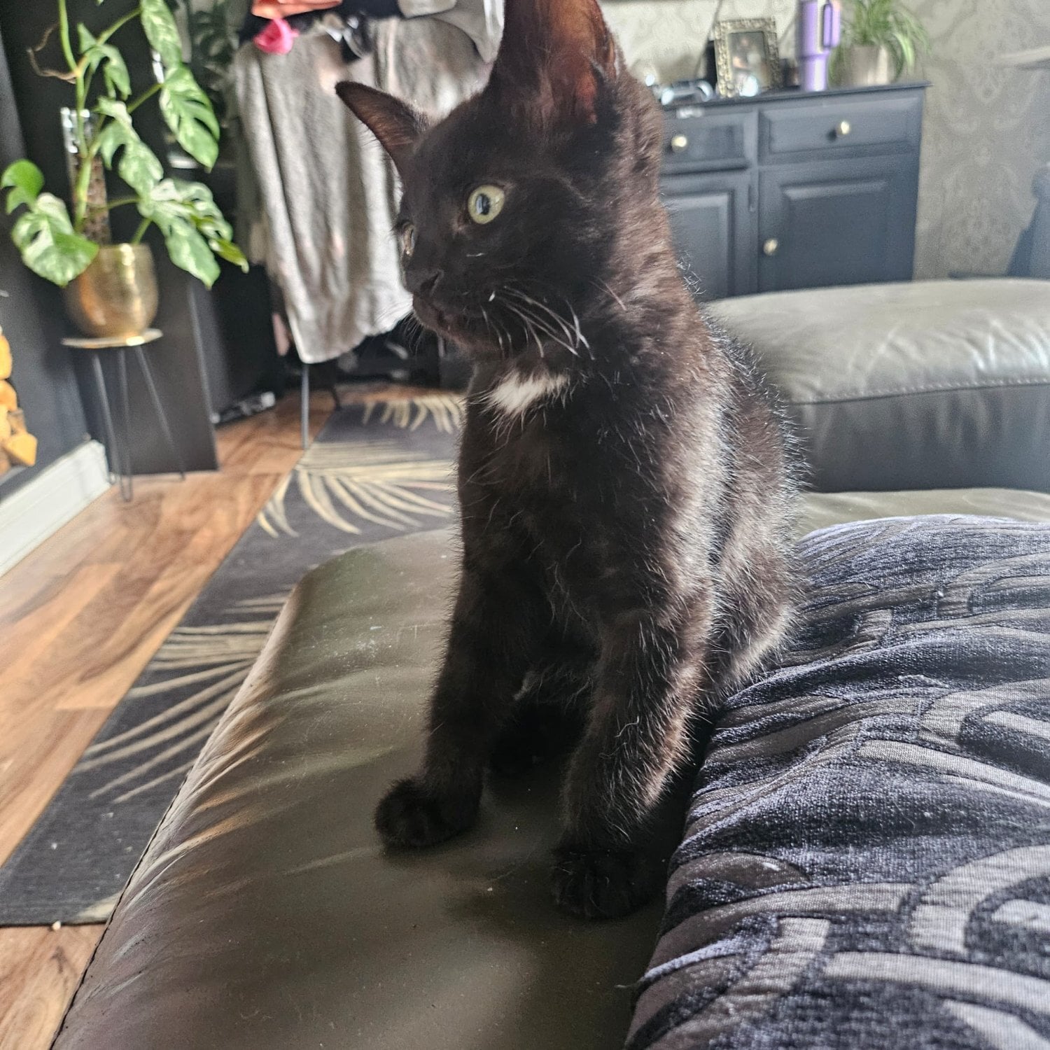 12 week old sphynx cross kittens, black - Cats & Kittens