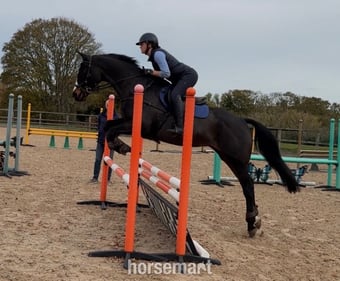 "Shadow Home Birdy (Birdy)" Dark Bay Mare All Rounder