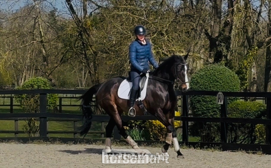 "Shadow Home Birdy (Birdy)" Dark Bay Mare All Rounder