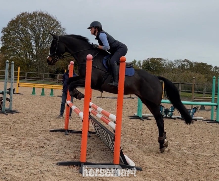 "Shadow Home Birdy (Birdy)" Dark Bay Mare All Rounder in Bury St. Edmunds