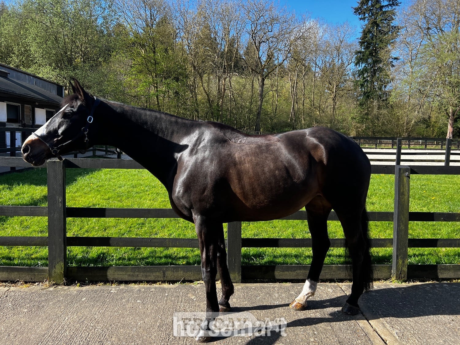 Bury St. Edmunds "Shadow Home Birdy (Birdy)" Dark Bay Mare All Rounder