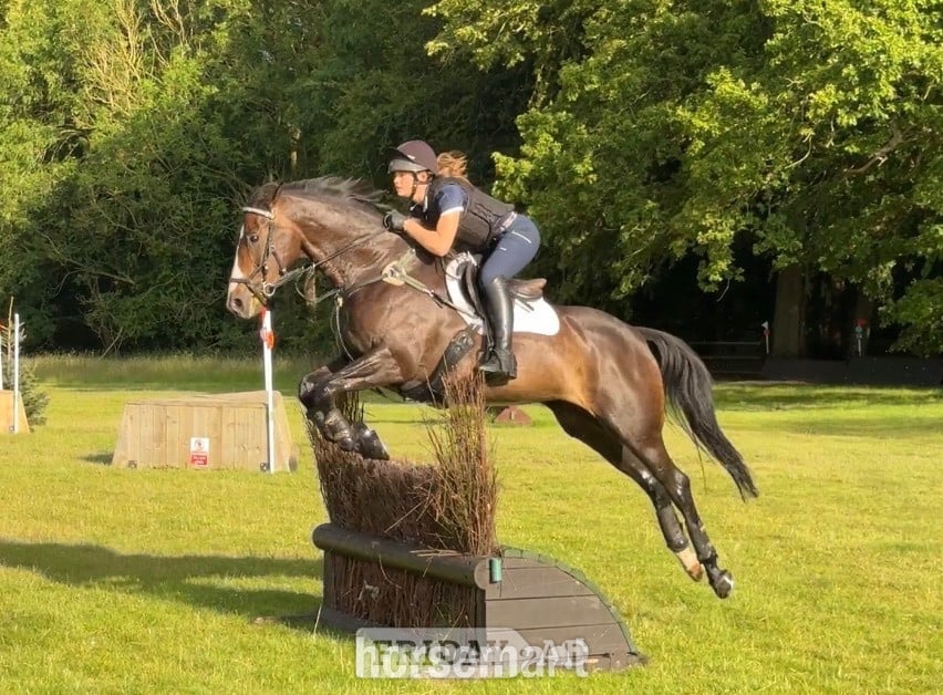 "Shadow Home Birdy (Birdy)" Dark Bay Mare All Rounder - Horses in Bury St. Edmunds