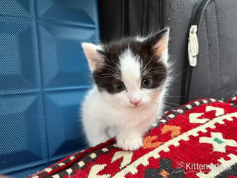 Playful and cute kittens 