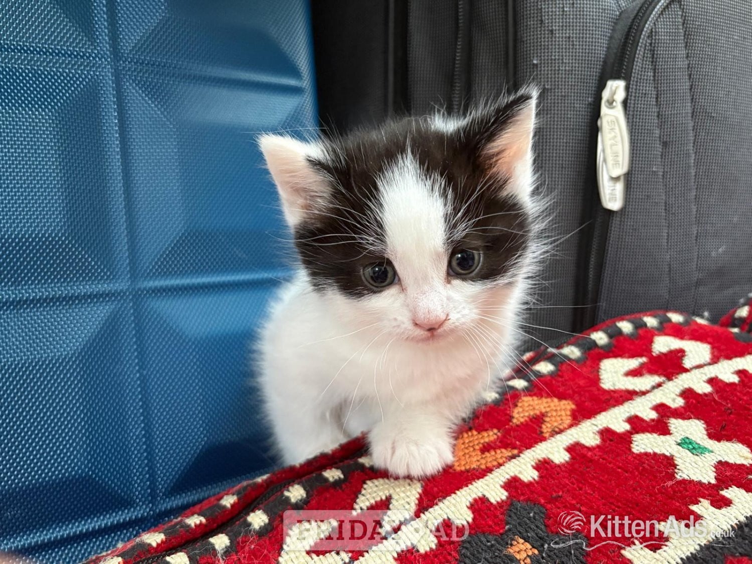 Playful and cute kittens  in London