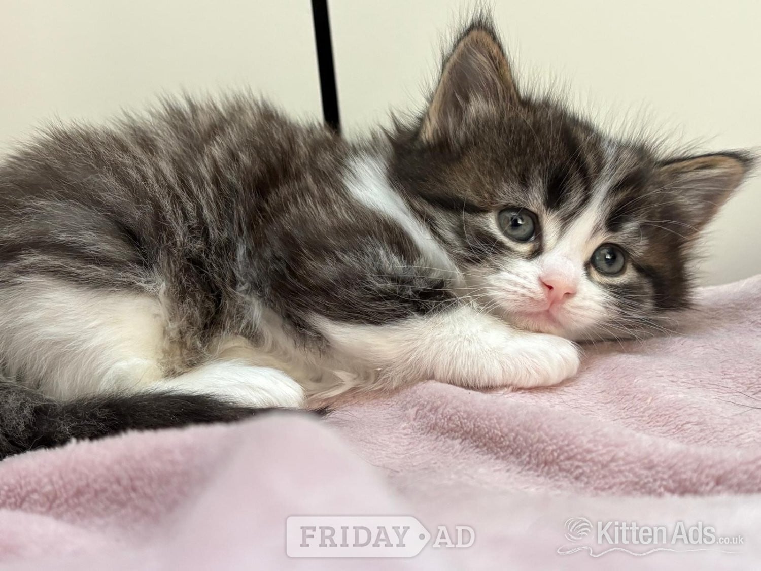 London Playful and cute kittens 