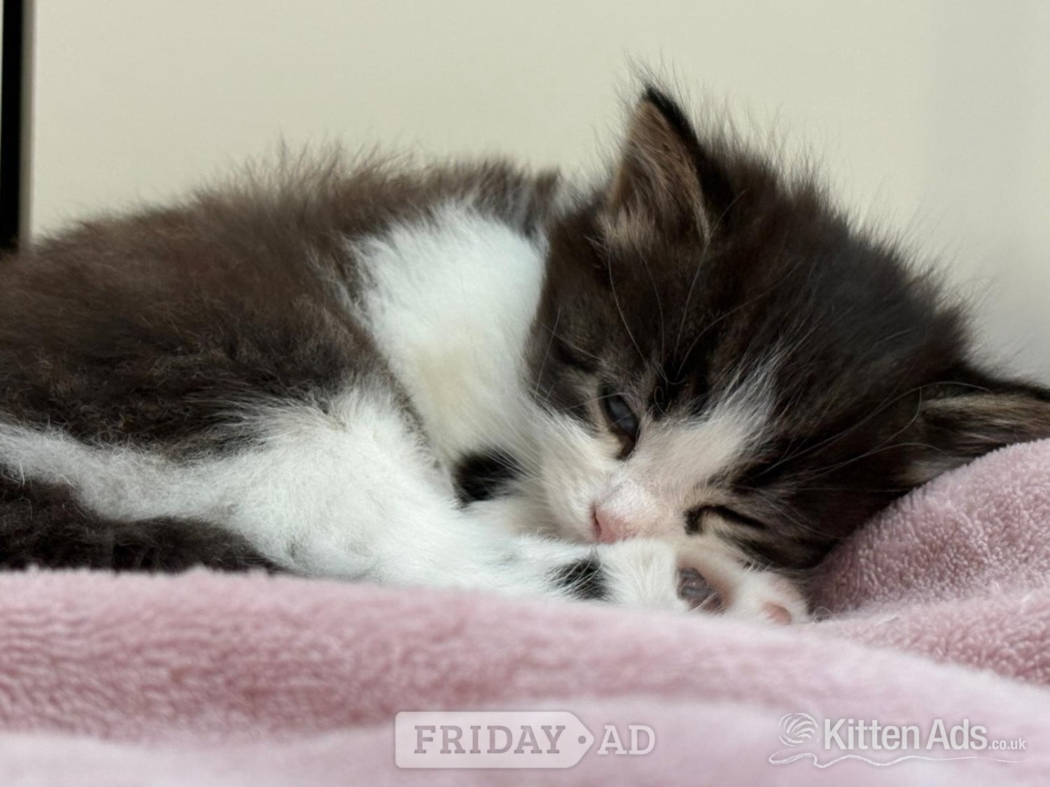 Playful and cute kittens  - Cats & Kittens in London