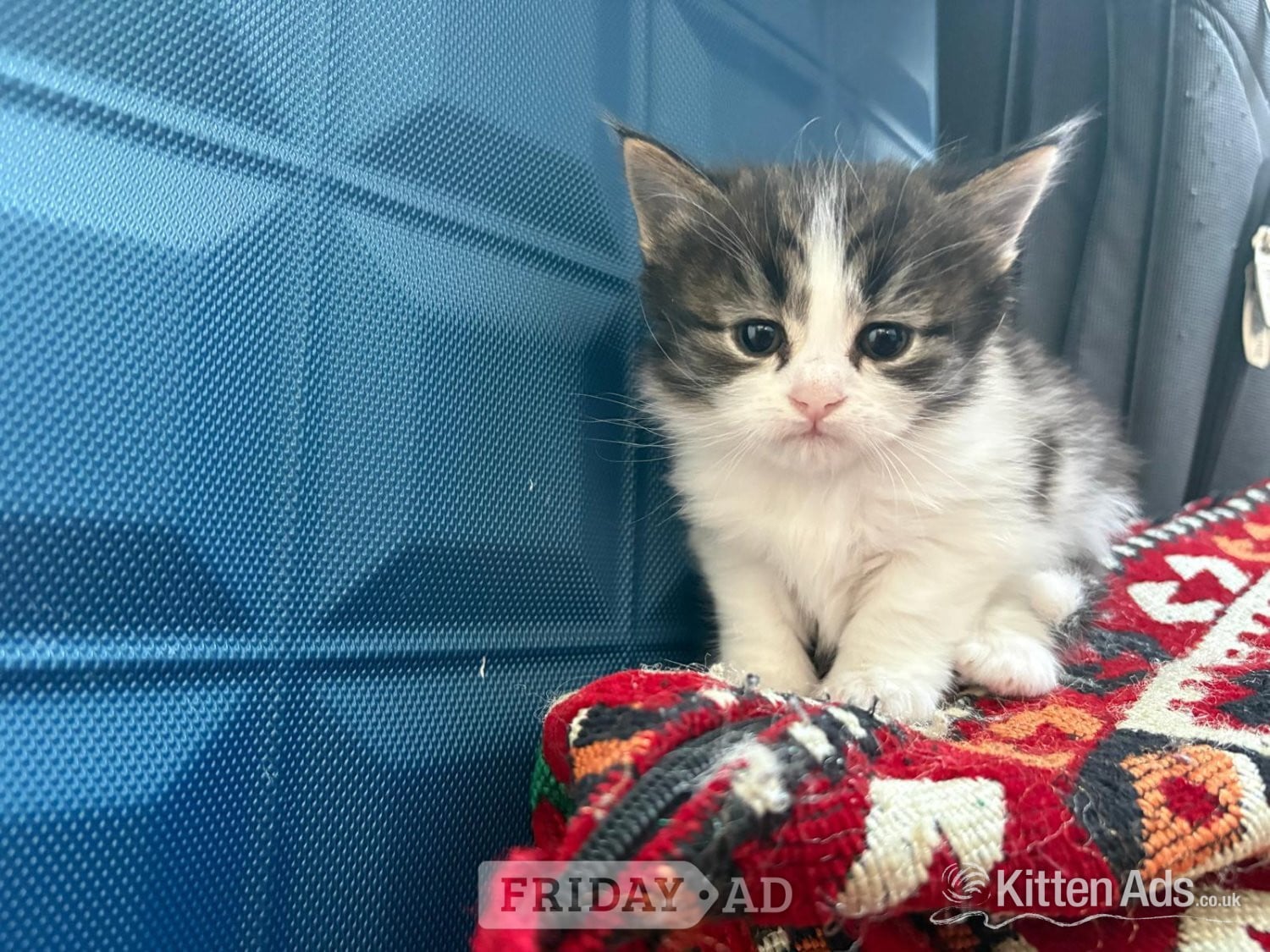 Playful and cute kittens  - Cats & Kittens