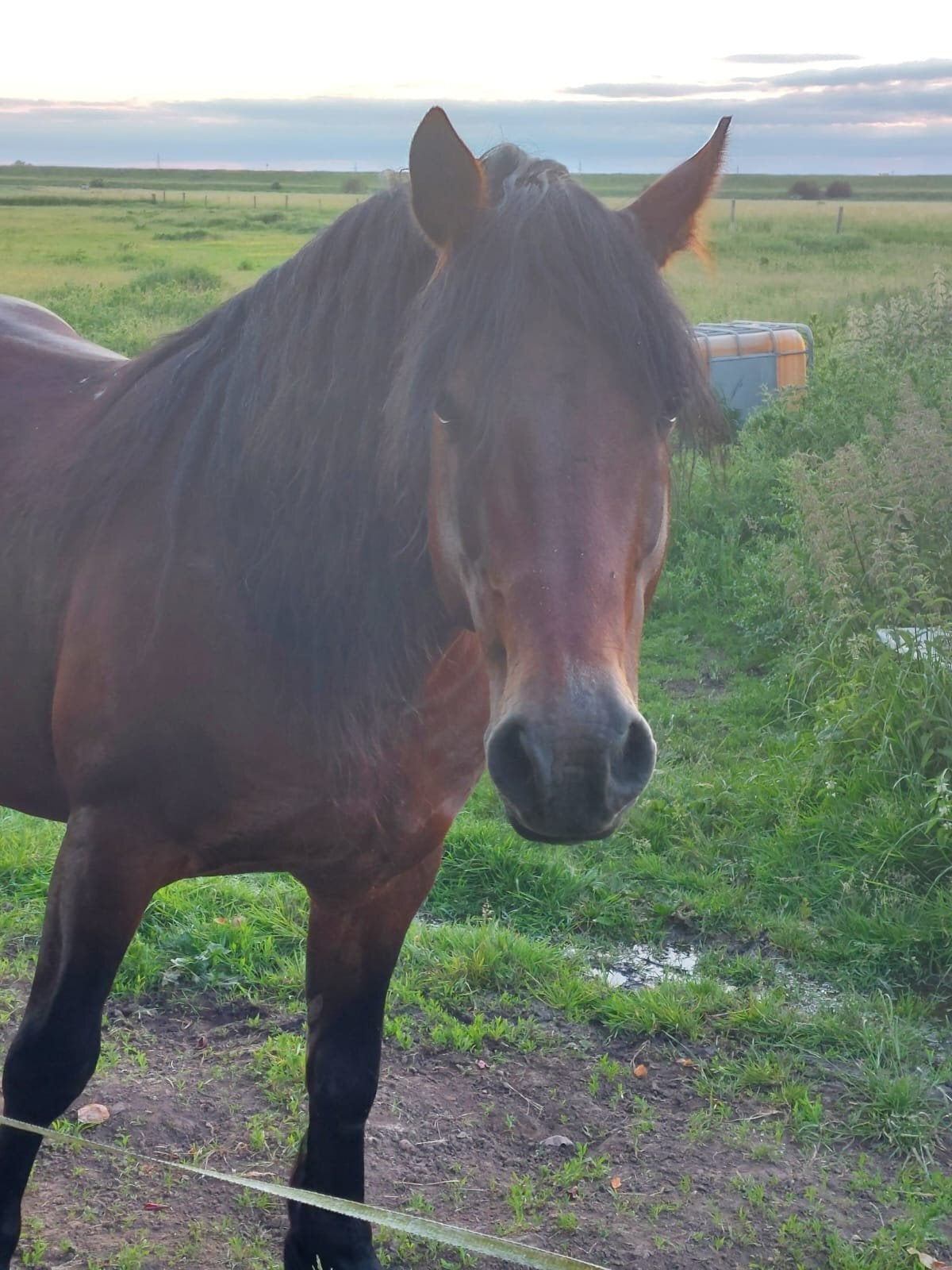 "Ilston Real Lord" Bay Stallion Stallion