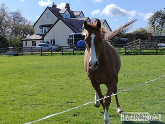"Dave" Chestnut Gelding Project Horse