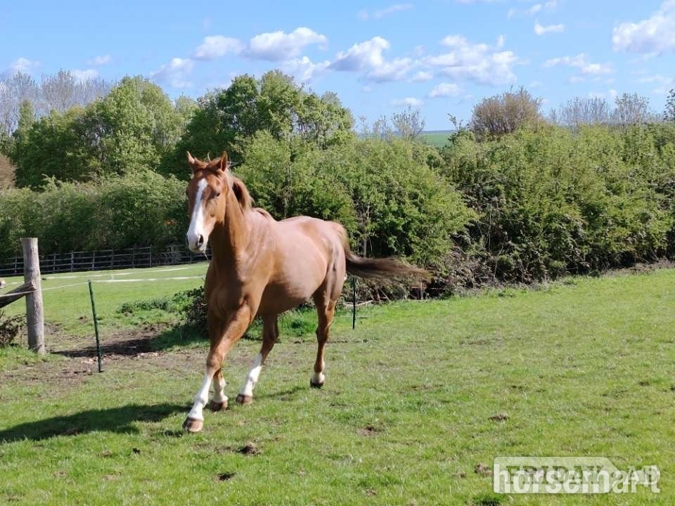"Dave" Chestnut Gelding Project Horse