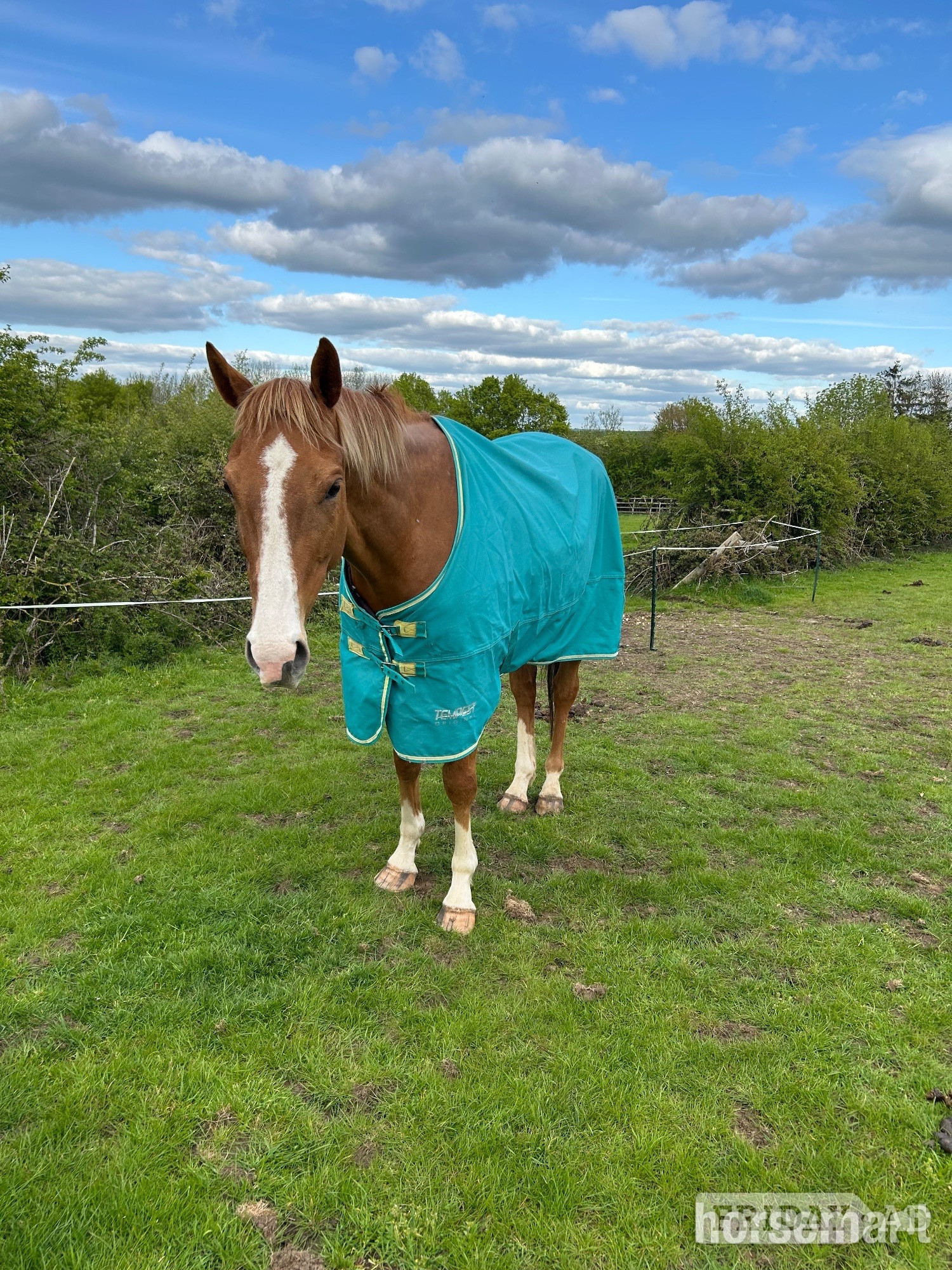 "Dave" Chestnut Gelding Project Horse - Horses in Shipston on Stour