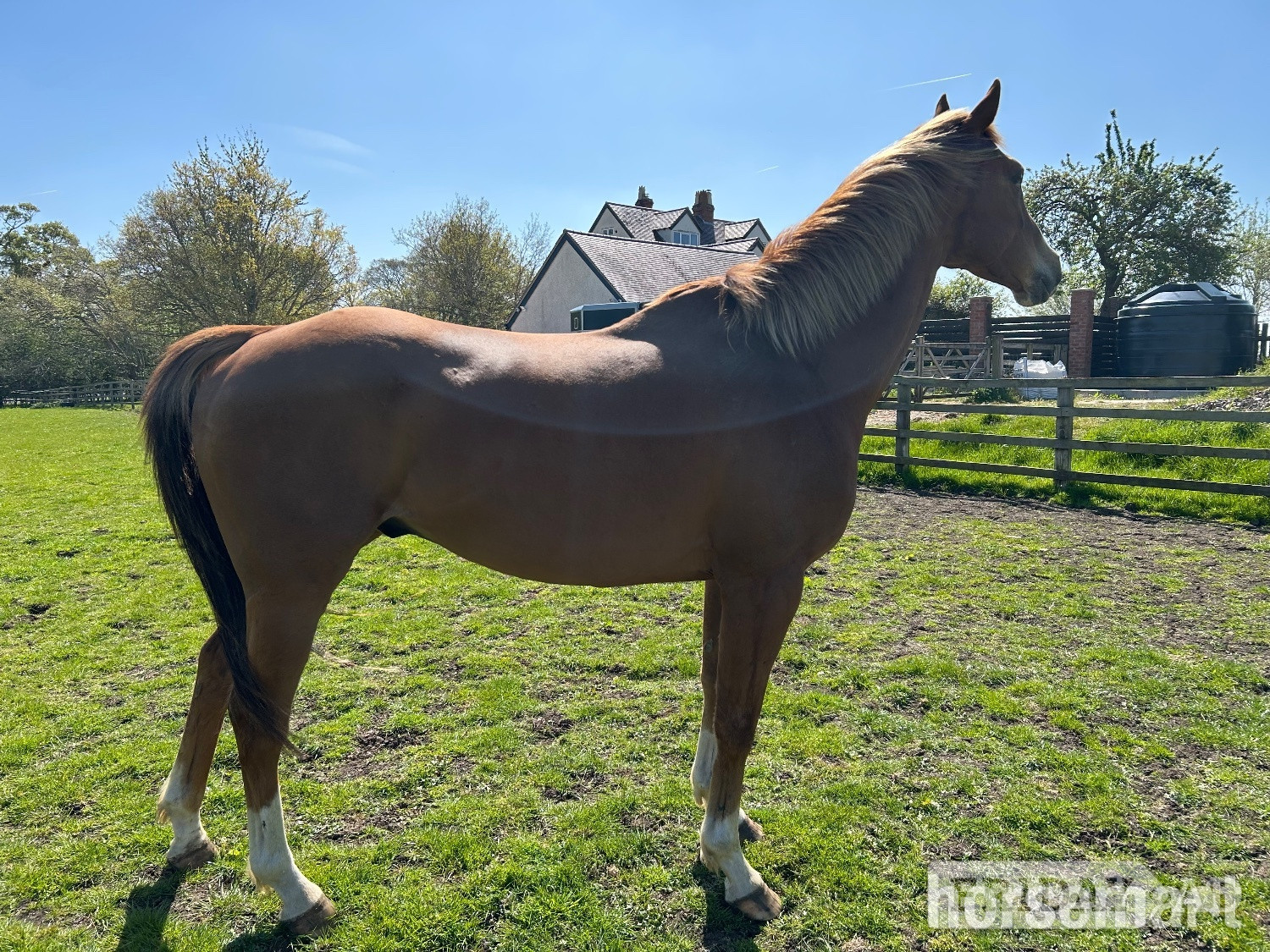 Shipston on Stour "Dave" Chestnut Gelding Project Horse