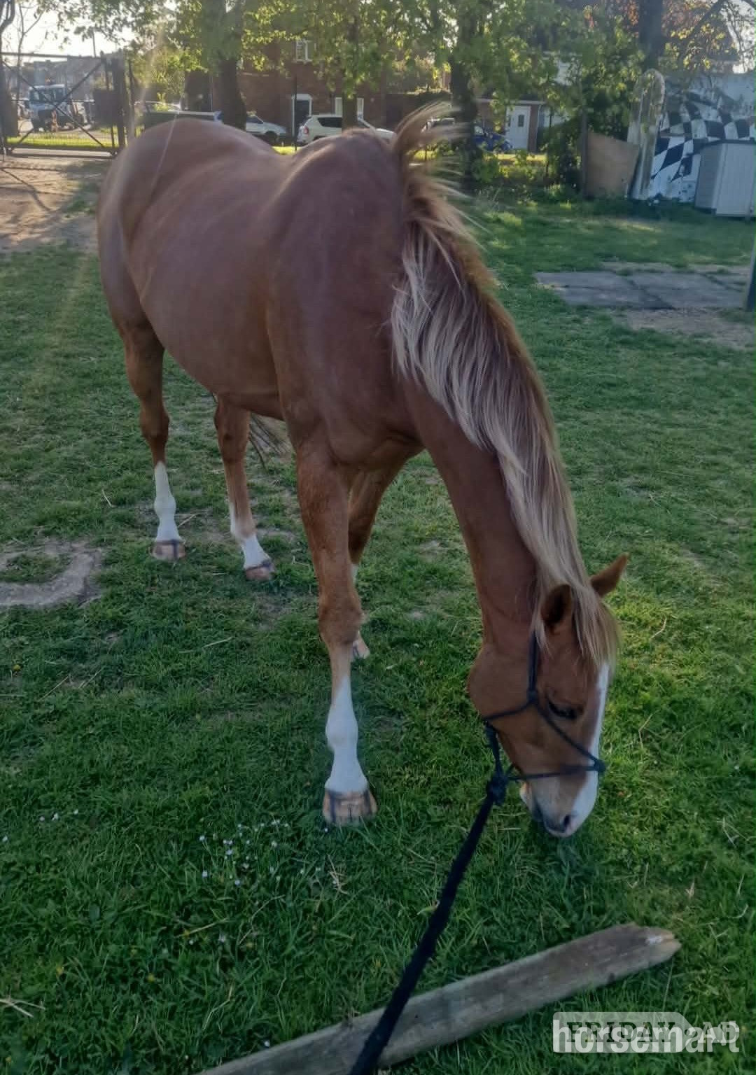"Dave" Chestnut Gelding Project Horse - Horses
