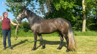 "Kildromin Cara" Dun Filly Project Horse