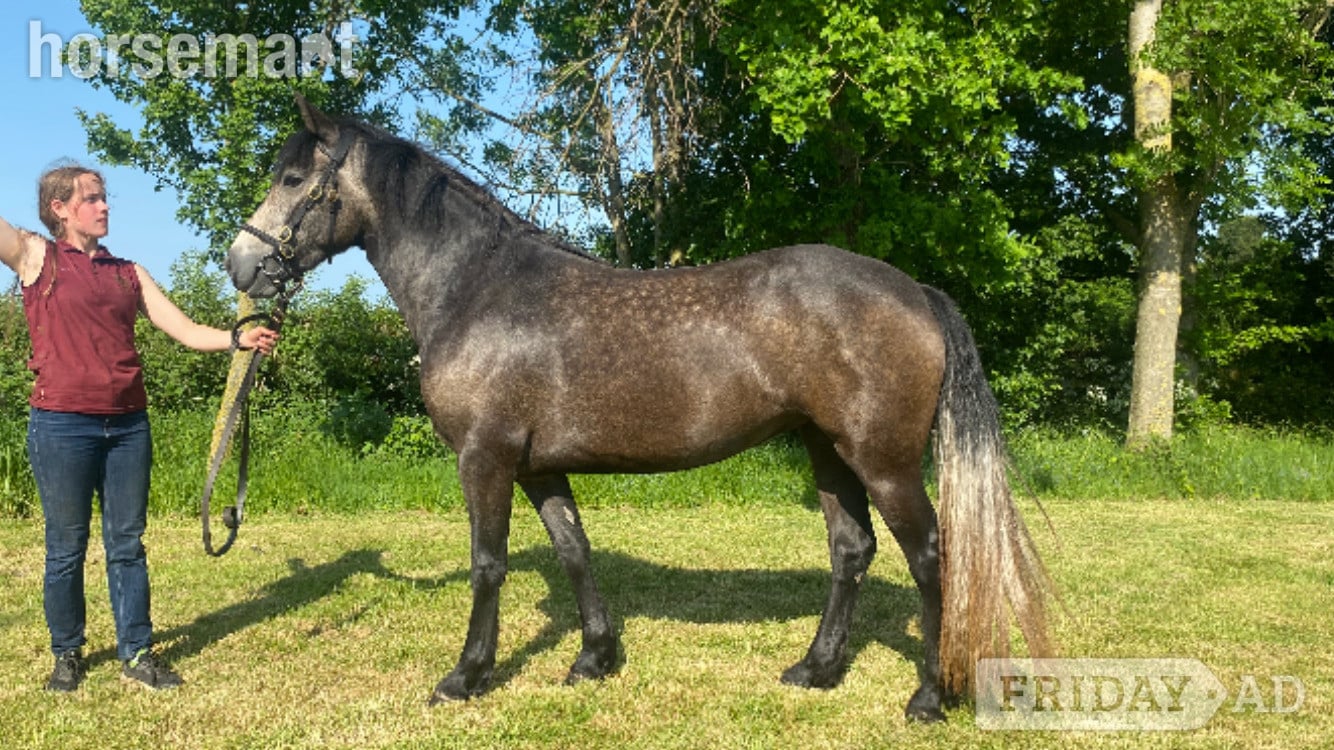 "Kildromin Cara" Dun Filly Project Horse in Northallerton