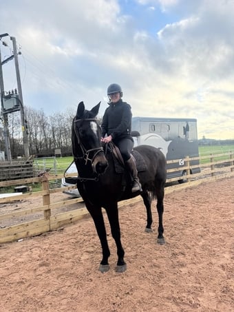 "KAREL DE GROTE WM" Brown Gelding All Rounder