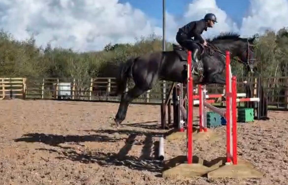 Wigan "KAREL DE GROTE WM" Brown Gelding All Rounder