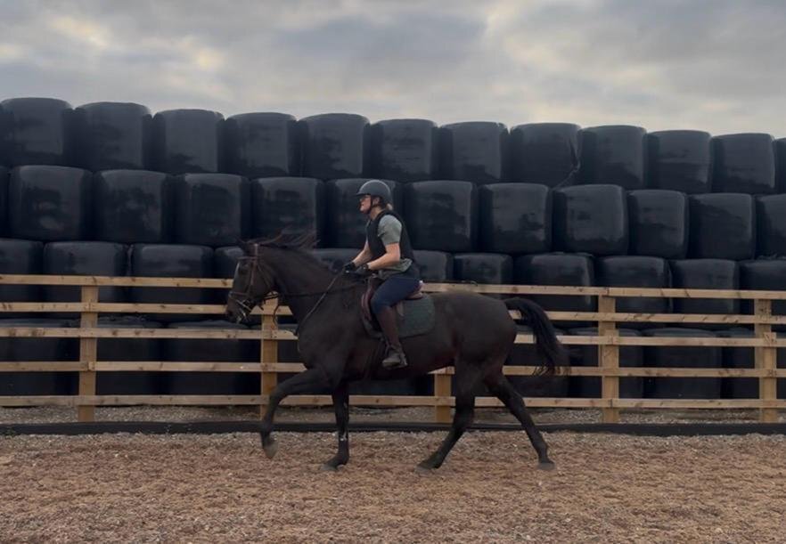 "KAREL DE GROTE WM" Brown Gelding All Rounder - Horses in Wigan