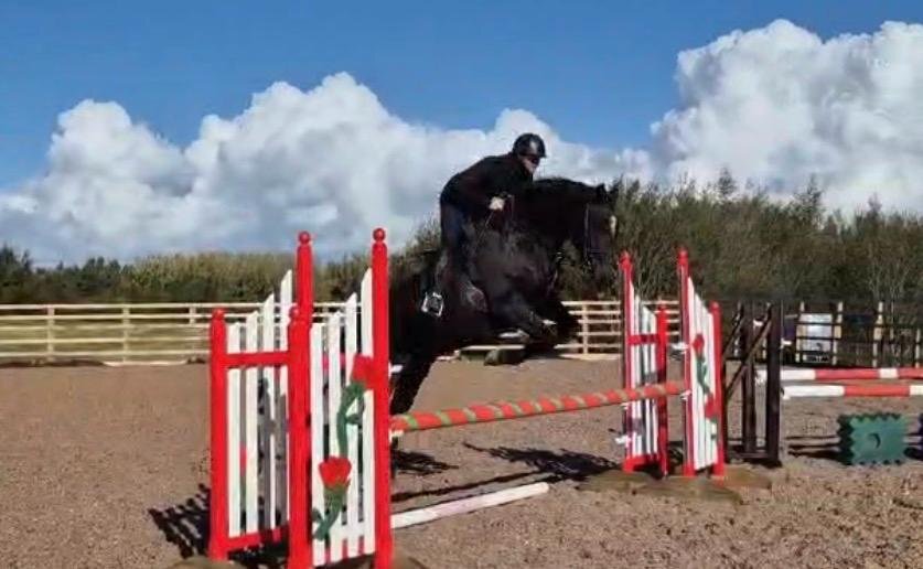 "KAREL DE GROTE WM" Brown Gelding All Rounder - Horses