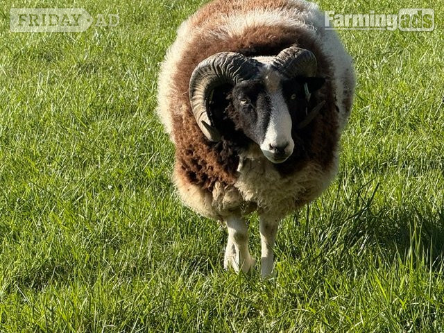 Proven Pedigree Jacob Ram  - Livestock in White Roding