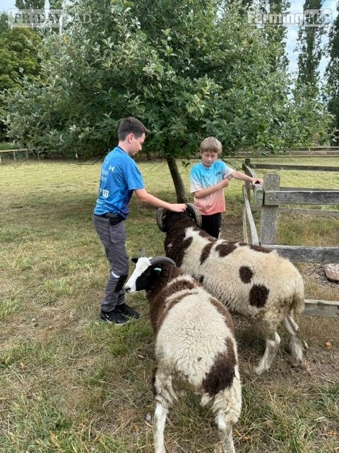 Proven Pedigree Jacob Ram 