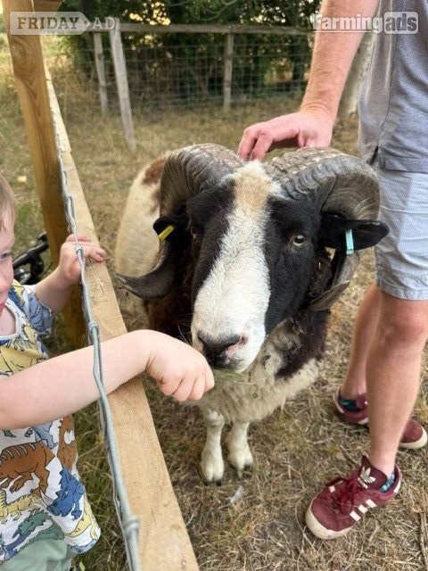 Proven Pedigree Jacob Ram  in White Roding