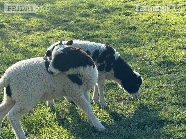 White Roding Proven Pedigree Jacob Ram 