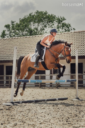 "Furst Kiss. (Ziggy) " Bay Gelding All Rounder