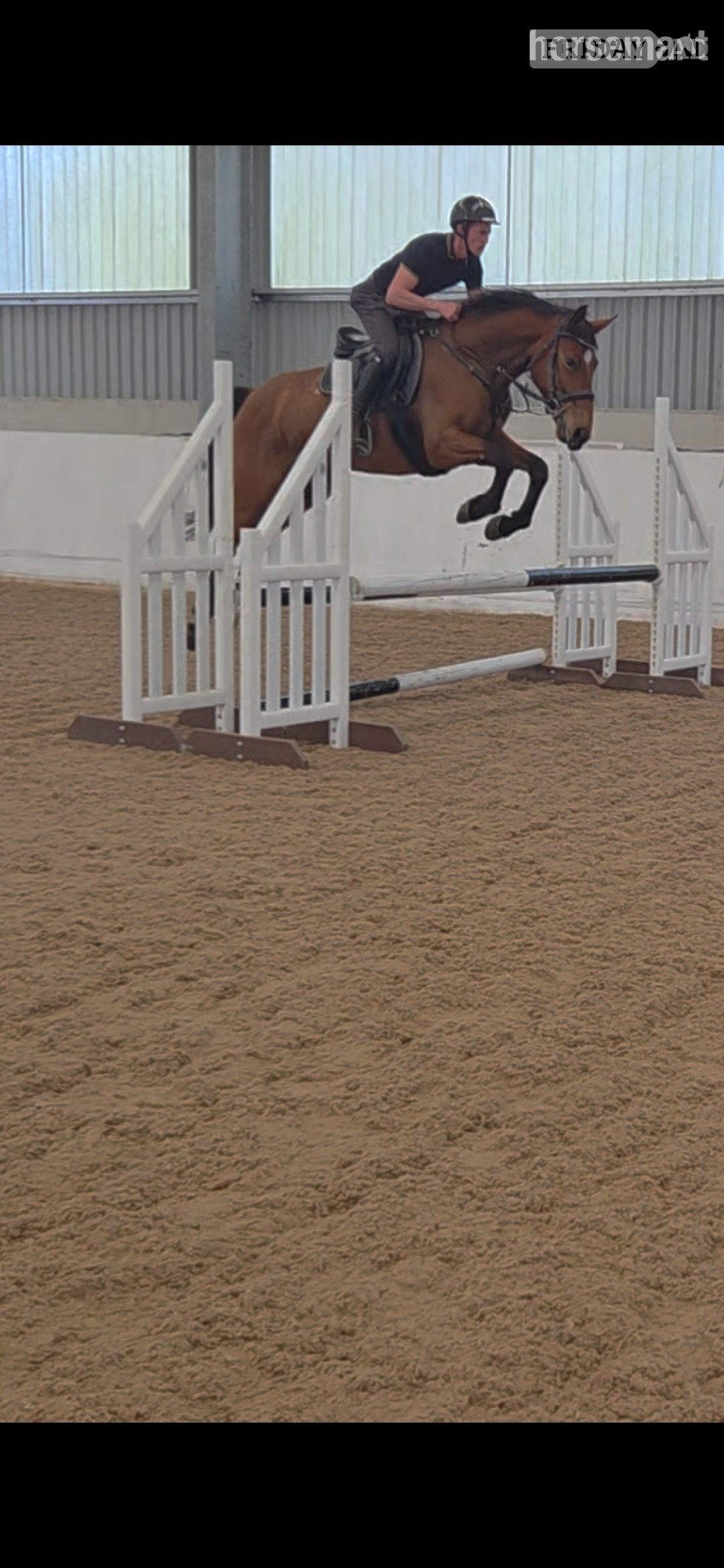 "Furst Kiss. (Ziggy) " Bay Gelding All Rounder - Horses in Pollington