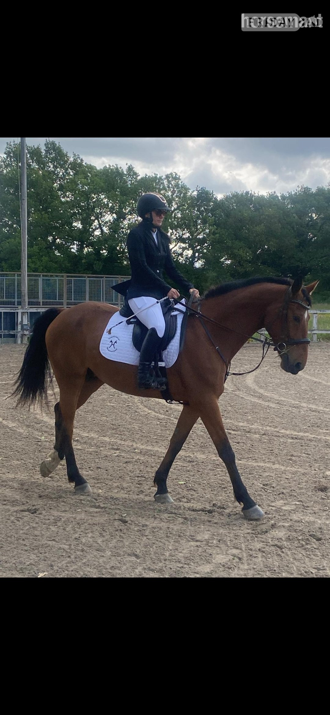 Pollington "Furst Kiss. (Ziggy) " Bay Gelding All Rounder