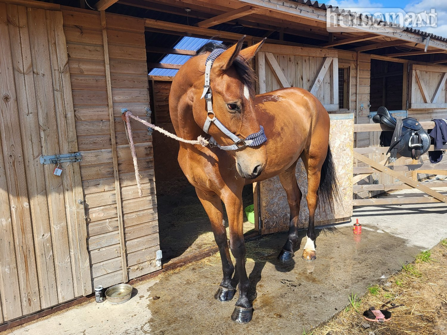 "Furst Kiss. (Ziggy) " Bay Gelding All Rounder - Horses
