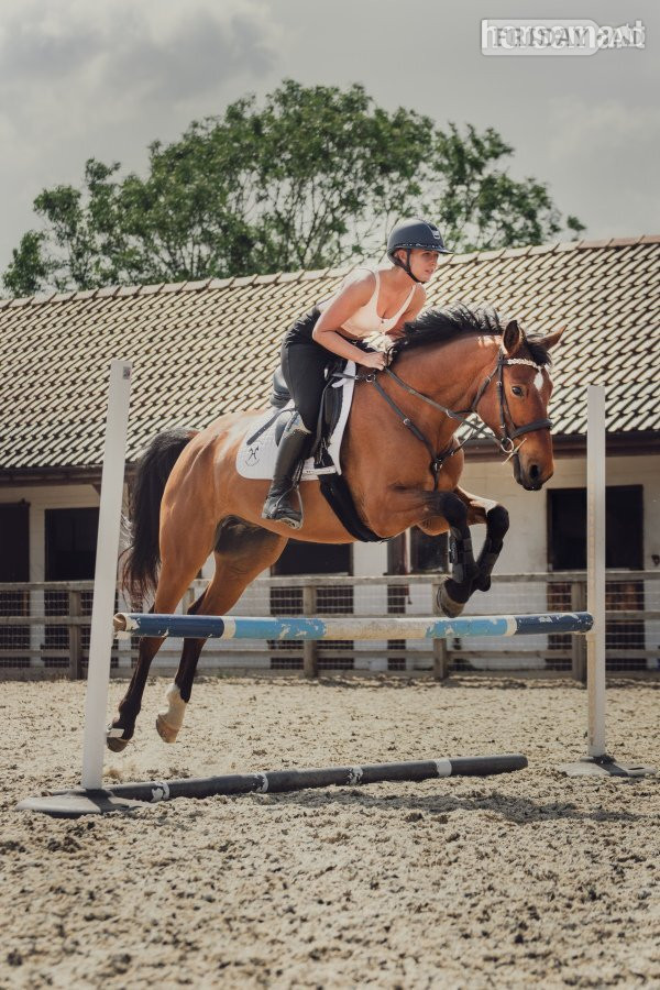 "Furst Kiss. (Ziggy) " Bay Gelding All Rounder in Pollington