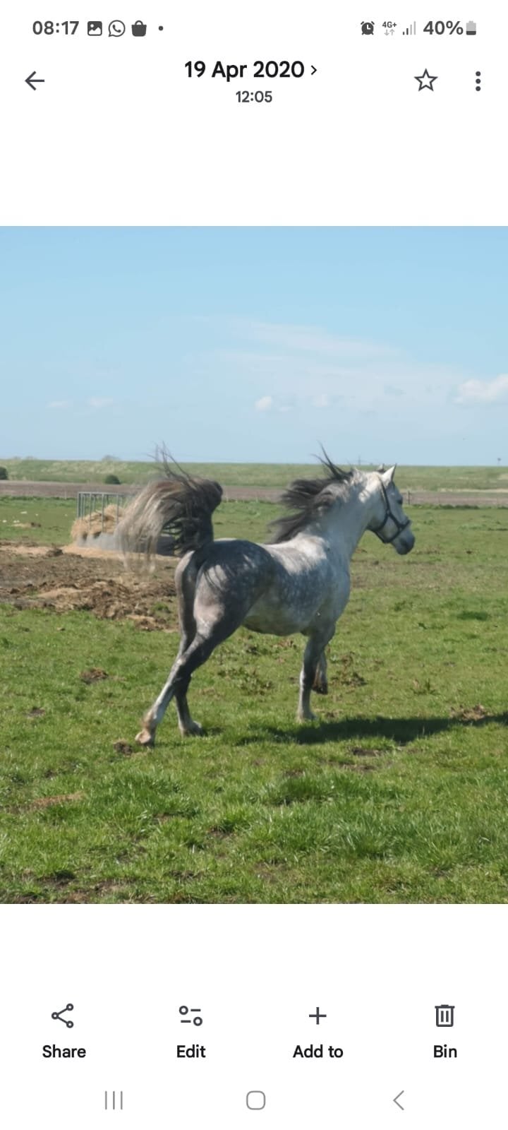 "Flanaghan" White Stallion Stallion