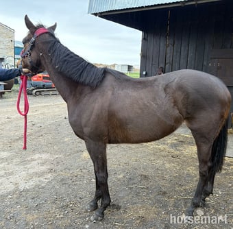 "Nancy" Bay Mare Project Horse
